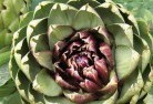 Cape Tribulationplant-nursery-1.jpg; ?>