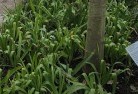 Cape Tribulationplant-nursery-23.jpg; ?>
